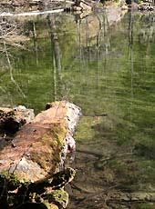 上高地の明神池の枯木
