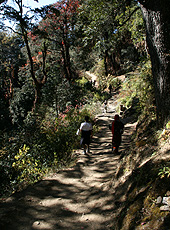 ブータンの聖地にあるタクツァン僧院への山道