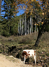ブータンのドチェラ峠のチェックポイントの集落にいた子牛