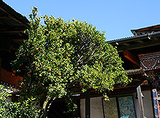 ブータンの最古の寺キチュ・ラカンにある伝説の木