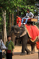 カンボジアの象