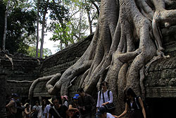 カンボジアのタプロムの巨木
