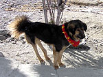 チベット犬