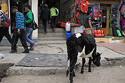街中を歩く牛