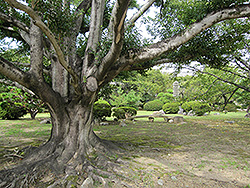 世界遺産の姫路城西の丸の大木