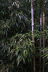 四万温泉の竹林