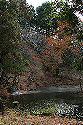上州四万温泉の水晶山の森と池