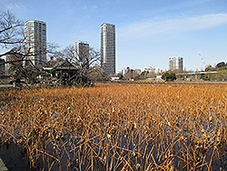 上野公園の不忍池と高層ビル