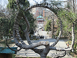 上野公園の重要文化財寛永寺清水観音堂の月の松