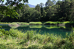 磐梯高原の五色沼のるり沼と森