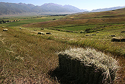 キルギスのチョンケミン渓谷の畑