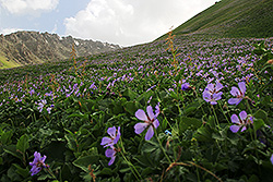 キルギスの渓谷の花畑