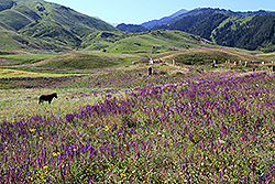 花が満開のキルギスのチョンケミン渓谷と馬