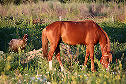 キルギスの早朝のチョンケミン渓谷の馬