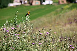 キルギスのチョンケミン渓谷の花にとまる小鳥
