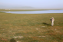 キルギスのソンクル湖畔の草原とロバ
