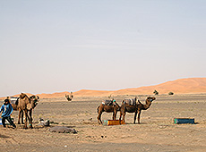 モロッコのサハラ砂漠のラクダ