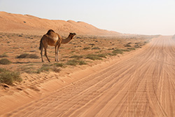 オマーンのワヒバ砂漠とラクダ