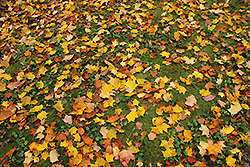 苔の絨毯の上の落ち葉