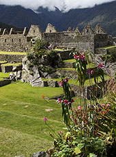 ペルーの世界遺産マチュピチュの花と住居