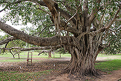 スリランカの世界遺産アヌラダプーラの大木