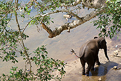 スリランカの川で水浴びする象