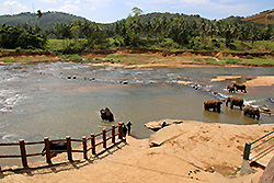 スリランカの川で水浴びする象とジャングル