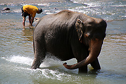 スリランカの川で水浴びする象と飼育員
