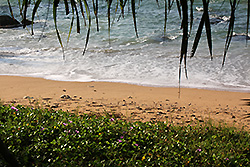 スリランカの世界遺産ゴールの海岸と花