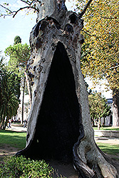 イスタンブールの世界遺産トプカプ宮殿の大木