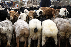 動物市の羊