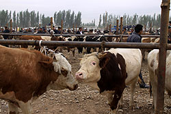 カシュガルの動物市の牛