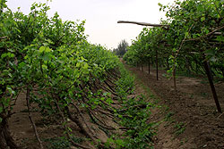 ウイグル民族の葡萄農家