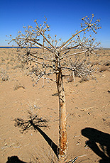ウズベキスタンのキジルクム砂漠に生える木