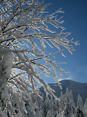 太陽に輝く八ヶ岳の凍った木々