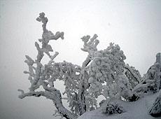 厳冬期の北八ヶ岳の樹氷
