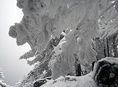 厳冬期の北八ヶ岳で凍りつく木