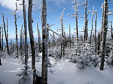 八ヶ岳の雪景色の樹林