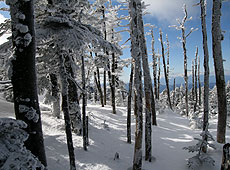 雪に覆われた北八ヶ岳の樹林帯