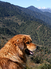 ブータンのヒマラヤを眺める犬