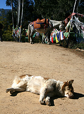 山の上の陽だまりで脚を組んで昼寝するブータンの犬と馬