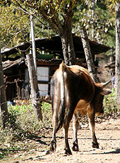 ブータンのドチェラ峠近くの村の子牛