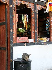 ブータンのパロの街角の猫