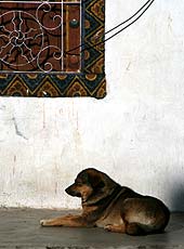 ブータンのパロの街角の犬