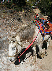 ブータンのタクツァン僧院への山道を登る馬