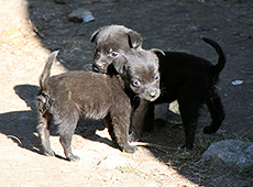 ブータンの黒い子犬