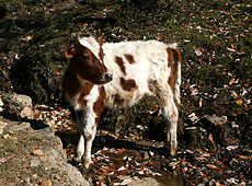 ブータンのドチェラ峠近くの集落にいた子牛