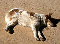山の上の陽だまりで脚を組んで昼寝するブータンの犬