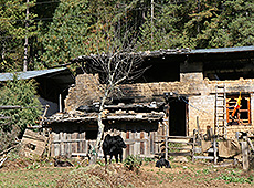 ブータンの民家と牛