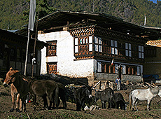 ブータンの民家と馬